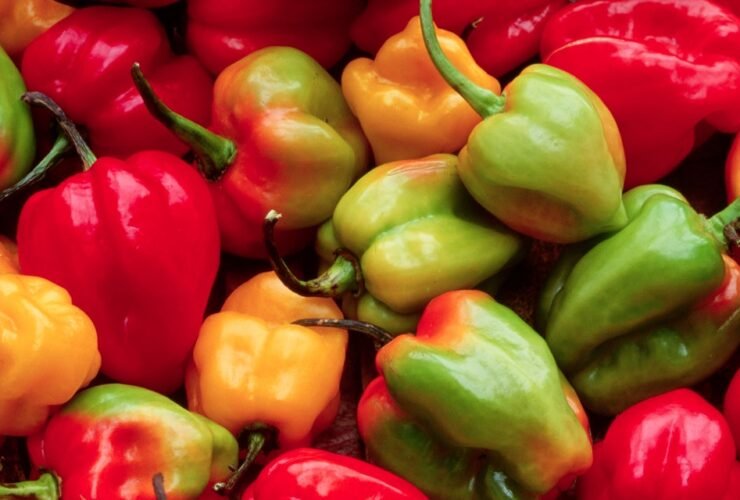 Cucumbers, Peppers, and a Bunch of Other Veggies Were Just Recalled Due to Listeria Concerns