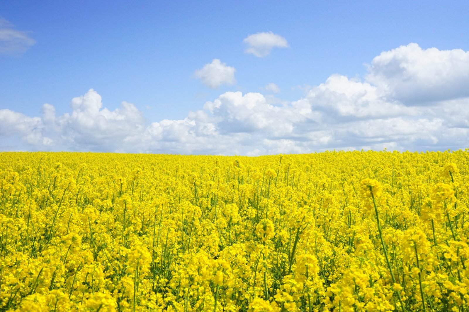 Don’t Outsource Your Happiness - Simple Living Daily