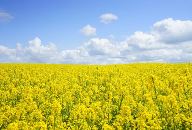 Don’t Outsource Your Happiness - Simple Living Daily