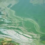 Here’s What to Know About Toxic Blue-Green Algae If That Viral TikTok Has You Spooked