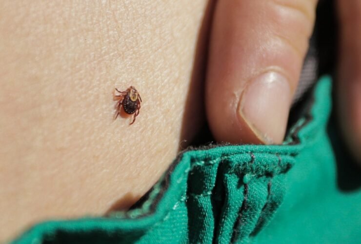 How Long Does a Tick Need to Be on You to Transmit Lyme?