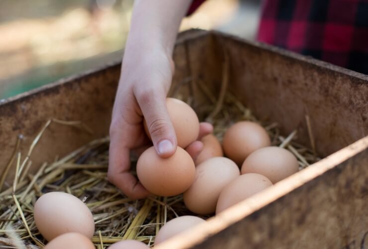 How to Do the Egg Float Test, According to a Chicken Farmer