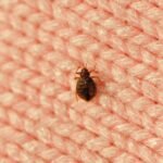 I’m an Entomologist. Here’s How I Avoid Bed Bugs When I Travel