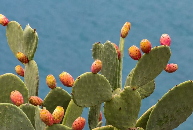 Discover How This Cactus Can Boost Your Health