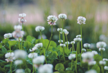 weeds