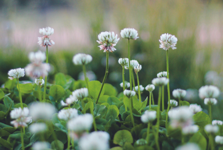 weeds